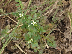 Cardamine umbellata
