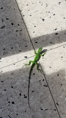 Iguana iguana