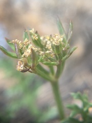 Cymopterus hendersonii