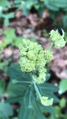 Aculops euphorbicolus