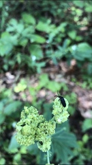 Aculops euphorbicolus