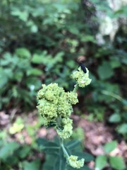 Aculops euphorbicolus