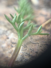 Cymopterus hendersonii