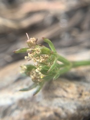 Cymopterus hendersonii