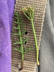 Cymopterus hendersonii