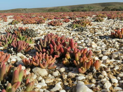 Argyroderma fissum