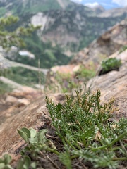 Cymopterus hendersonii