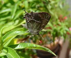 Callophrys xami xami