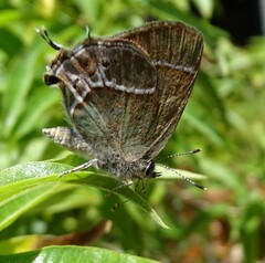 Callophrys xami xami