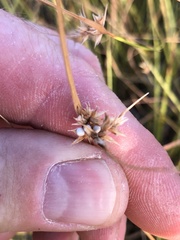 Scleria ciliata