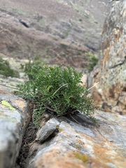 Cymopterus hendersonii