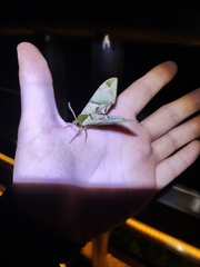 Callambulyx tatarinovii