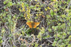 Boloria polaris