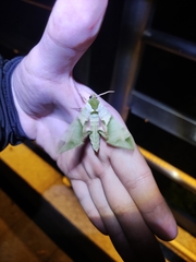 Callambulyx tatarinovii