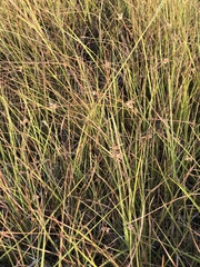 Scleria ciliata