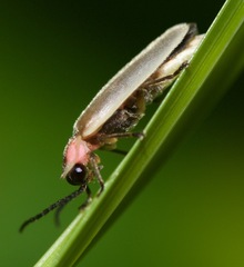 Photinus marginellus