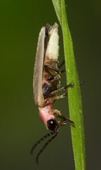 Photinus marginellus