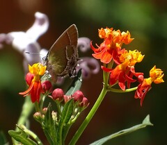 Callophrys xami xami