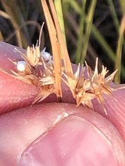 Scleria ciliata