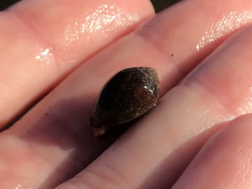 Melampus castaneus observed 2018-07-09