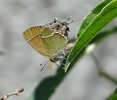 Callophrys xami xami