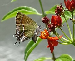 Callophrys xami xami