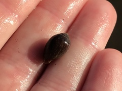 Melampus castaneus
