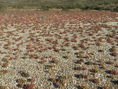 Argyroderma fissum
