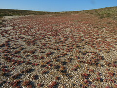 Argyroderma fissum