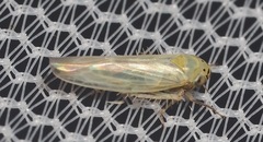 Macrosteles quadrilineatus