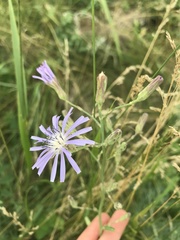 Lactuca pulchella