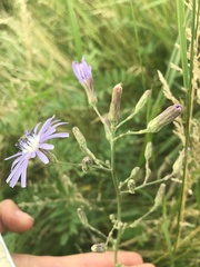 Lactuca pulchella