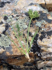 Cymopterus hendersonii