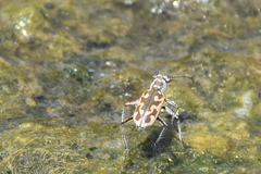 Ellipsoptera macra