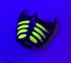 Chlorobapta frontalis