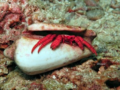 Ciliopagurus strigatus