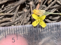 Physaria kingii utahensis