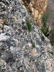 Cymopterus hendersonii