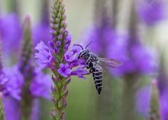Coelioxys modestus