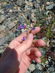 Penstemon parvulus