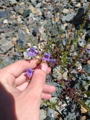 Penstemon parvulus