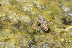 Ellipsoptera macra