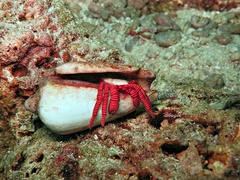 Ciliopagurus strigatus