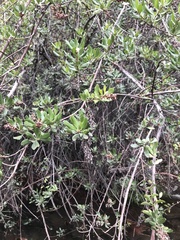 Escallonia illinita
