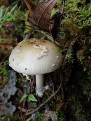 Amanita xylinivolva