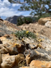 Physaria kingii utahensis