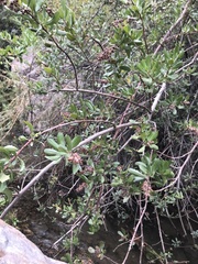 Escallonia illinita