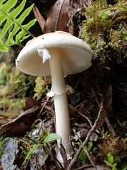 Amanita xylinivolva