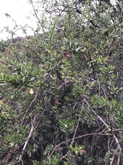Escallonia illinita