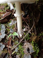 Amanita xylinivolva